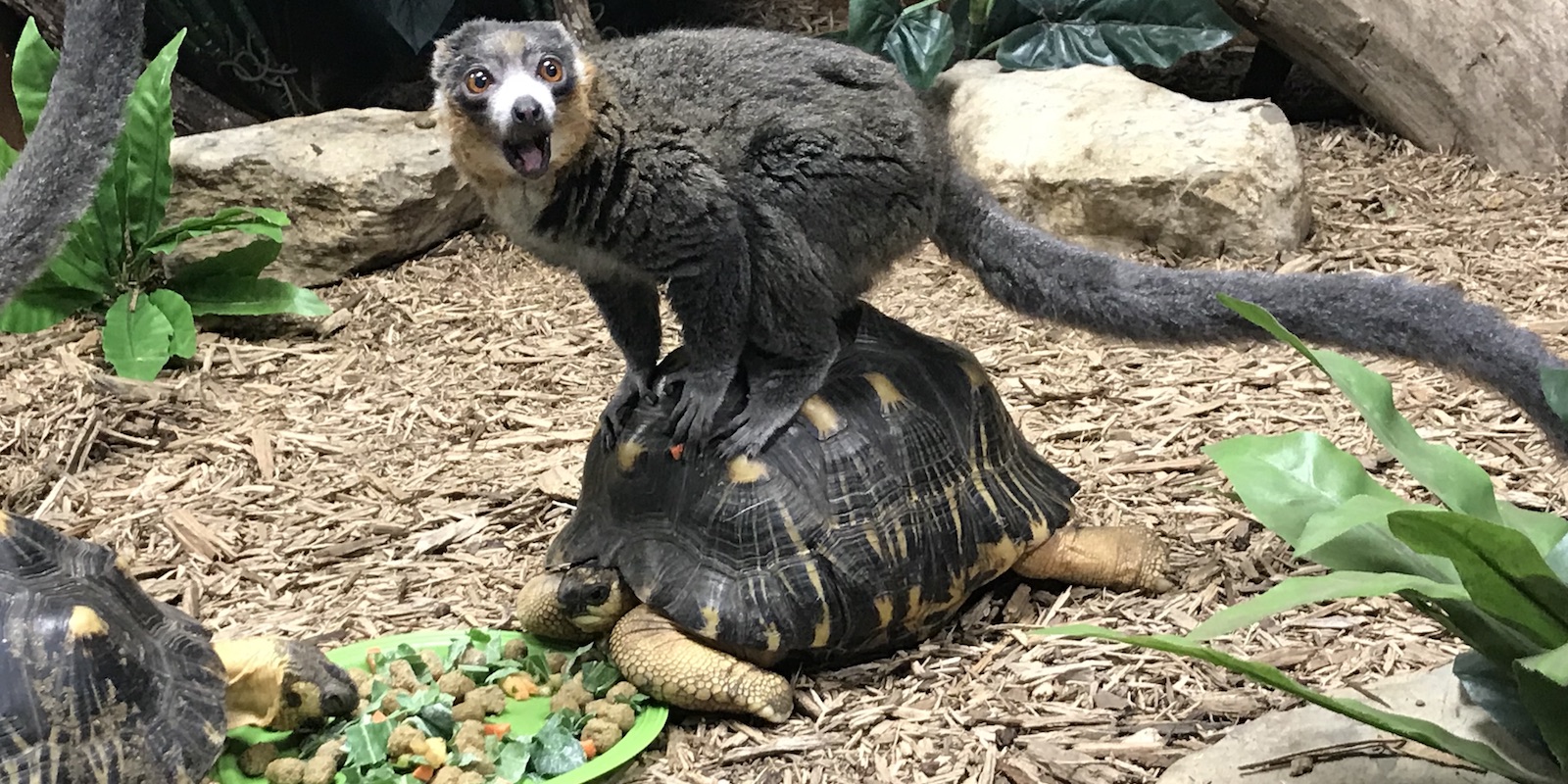 Radiated Tortoise